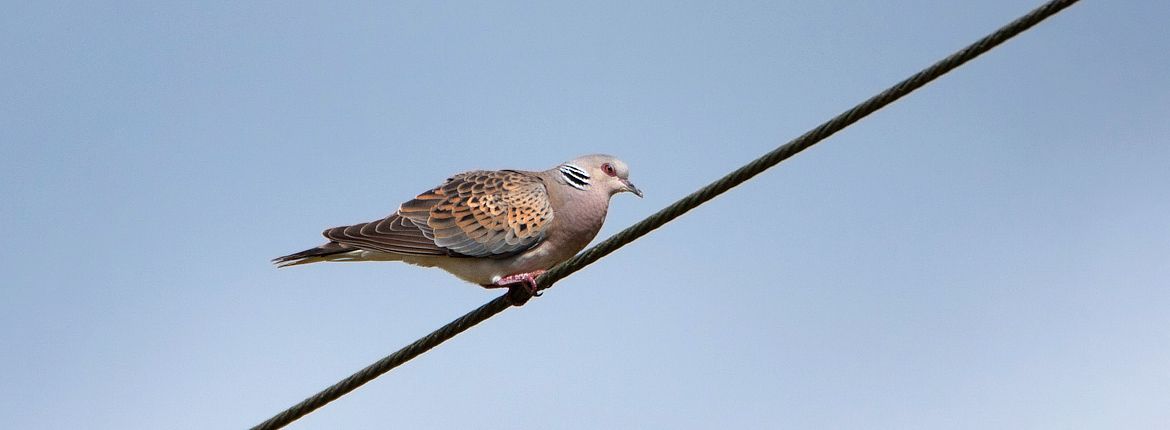 Zomertortel / Birdphoto