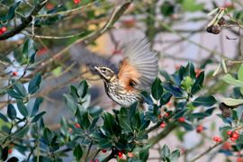 Koperwiek is een wintergast hier. Ze broeden in Scandinavië en Rusland. In de winter vaak hier te vinden.