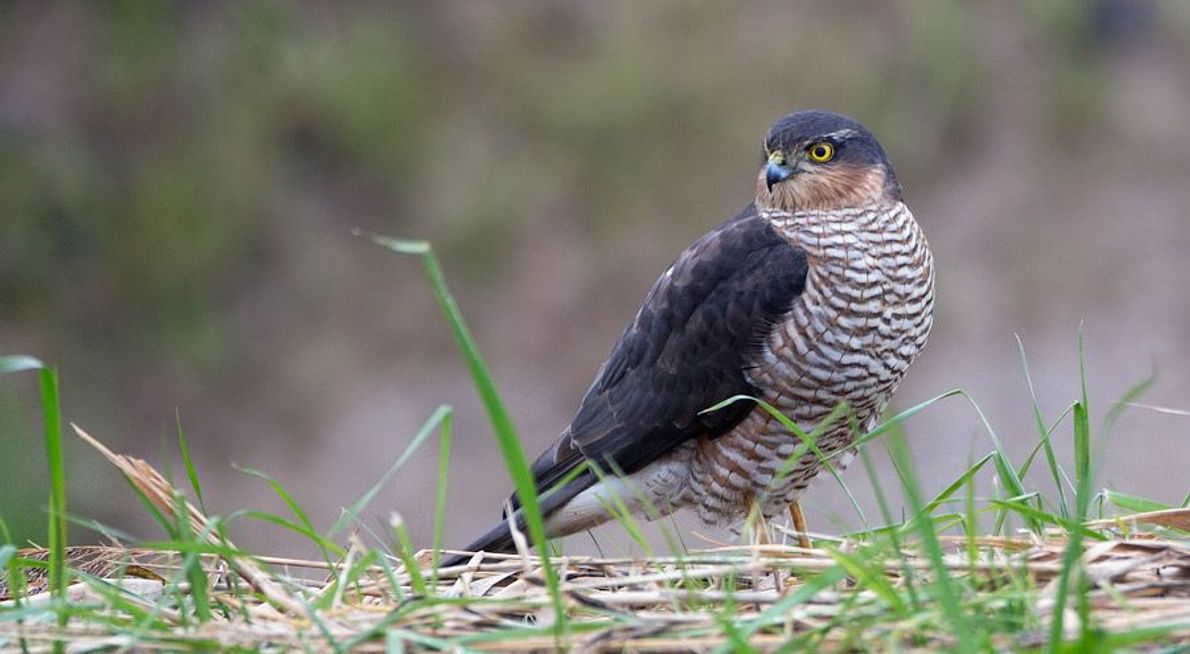 sperwer-Jan Kees Schwiebbe/ Birdphoto