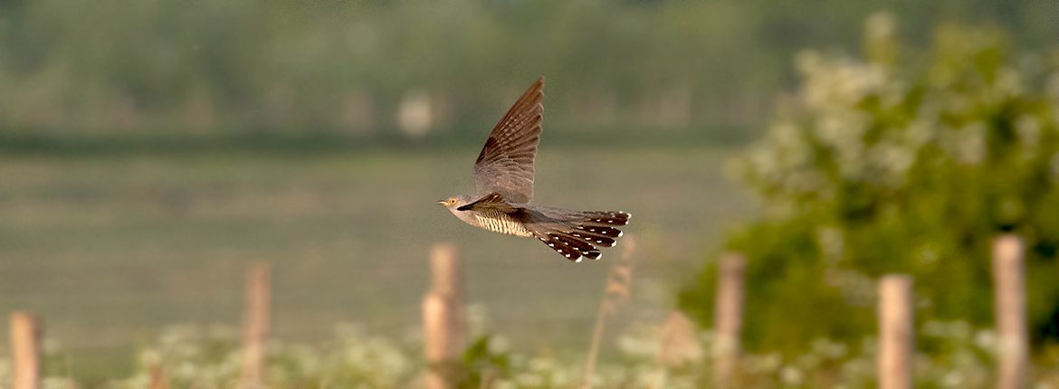 Koekoek / Jouke Altenburg