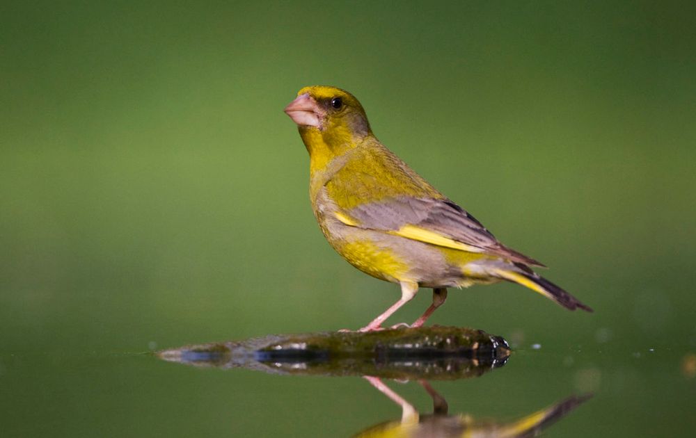 Cerebrum tekort blozen Groenling | Vogelbescherming