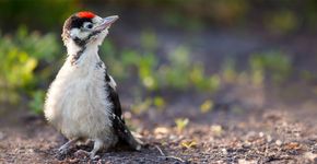 Jonge grote bonte specht / Shutterstock Jonge grote bonte specht / Shutterstock