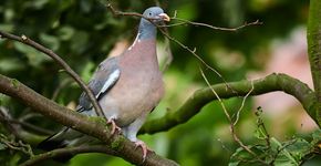 Houtduif / Shutterstock