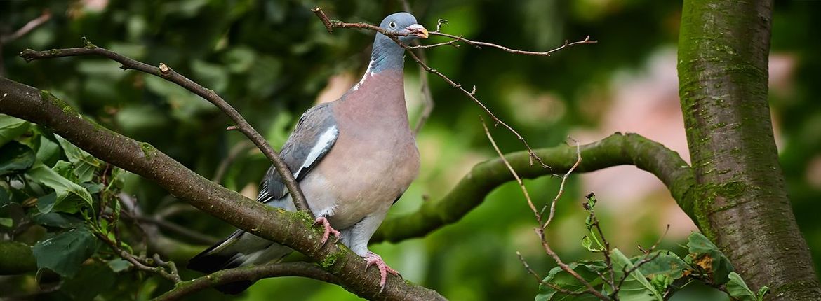 Houtduif / Shutterstock