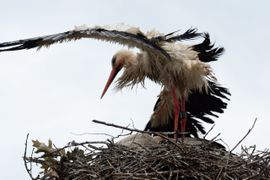 Verzopen ooievaar op nest