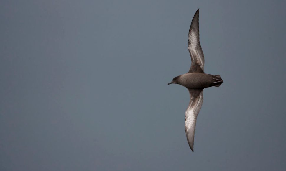 Grauwe pijlstormvogel / Agami