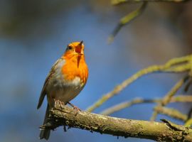 Zingende Roodborst.