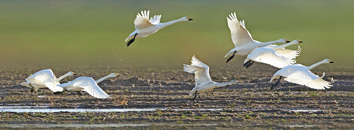 Kleine zwaan / Ruwan Aluvihare