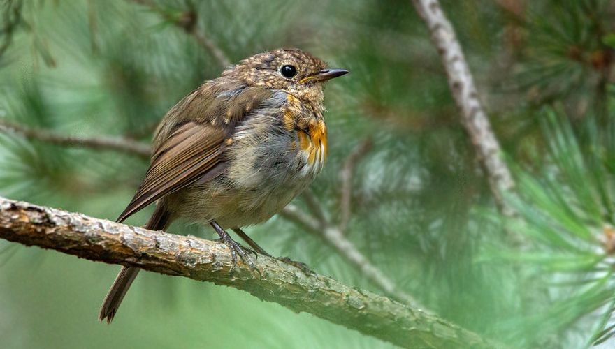 Roodborst jong / Rowin Dreef Fotogalerij