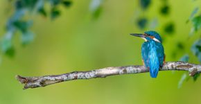 IJsvogel / Giel van Velsen