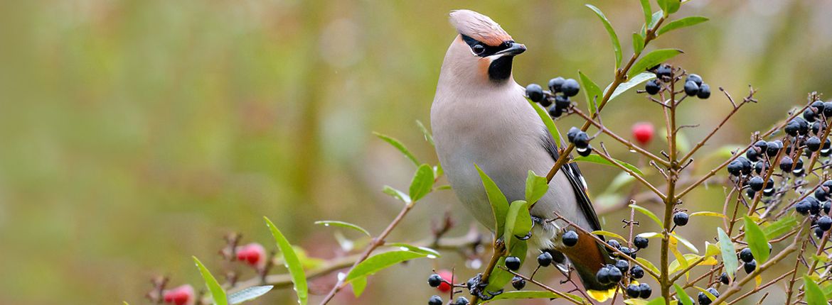 Pestvogel op liguster / Shutterstock