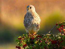 Torenvalk in meidoorn 