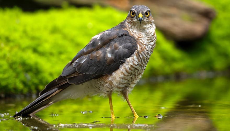 Sperwer / Freddy de Groot, Fotogalerij