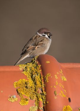 Even een pauze in het zonnetje op de nok van het dak...