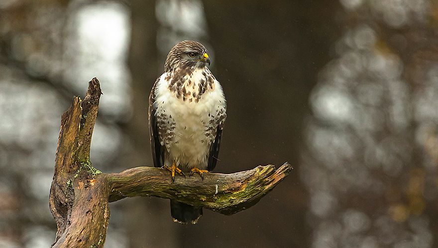 Buizerd / Rob Kempers