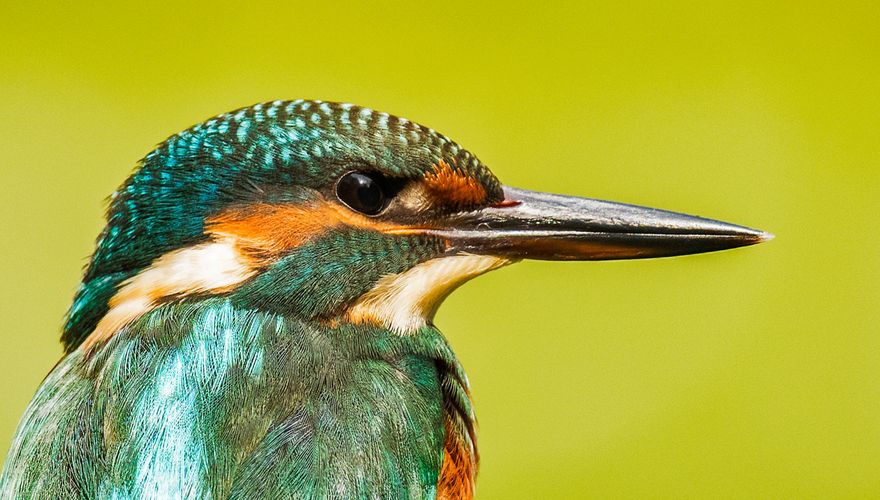 IJsvogel / Ronald Jan Bos - Fotogalerij