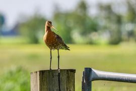 Waakzaam op een hek 