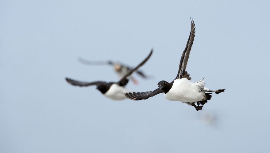 Zeekoet / Shutterstock