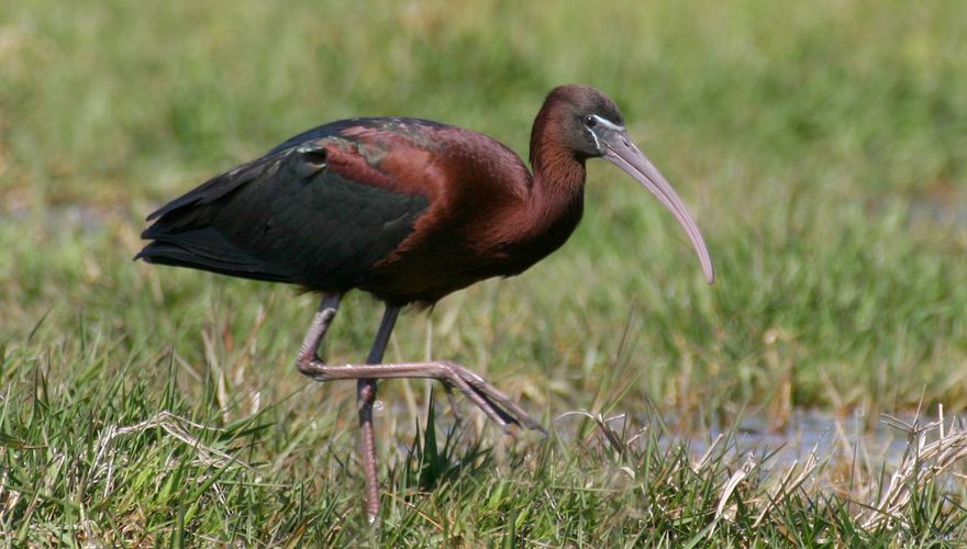 Zwarte ibis / Agami