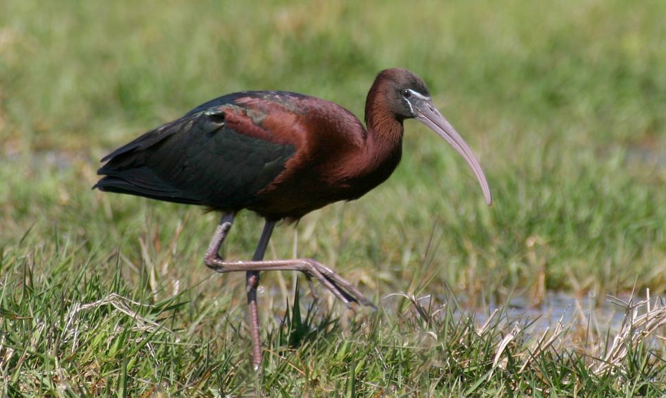 Zwarte ibis / Agami