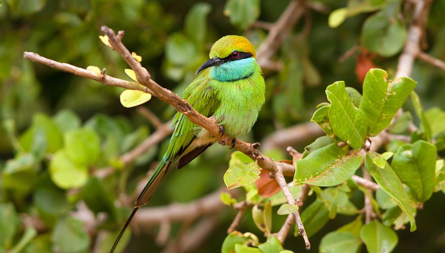 Groene bijeneter / Shutterstock