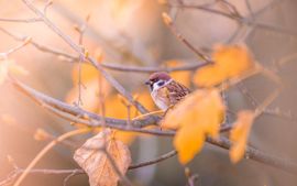 Ringmus in herfstsferen