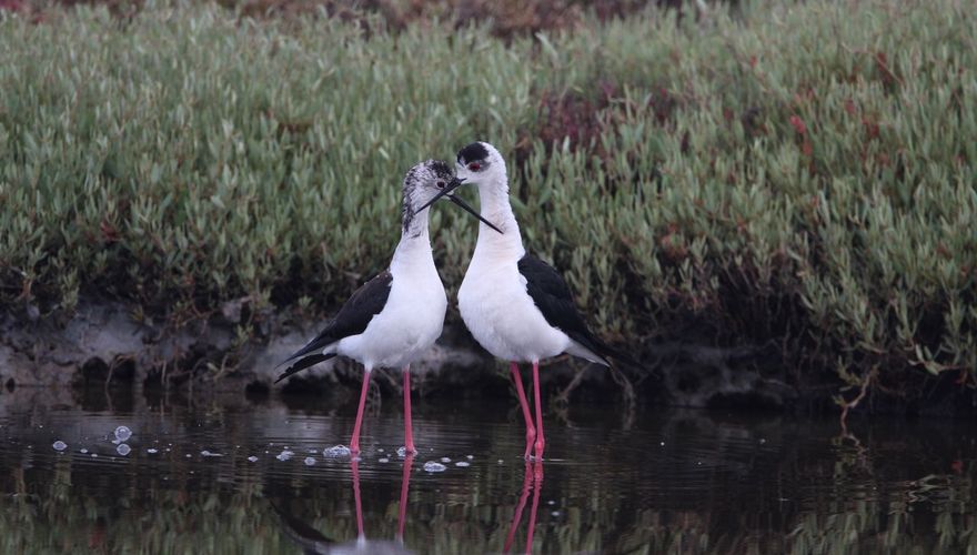 Steltkluut / Ad Sprang