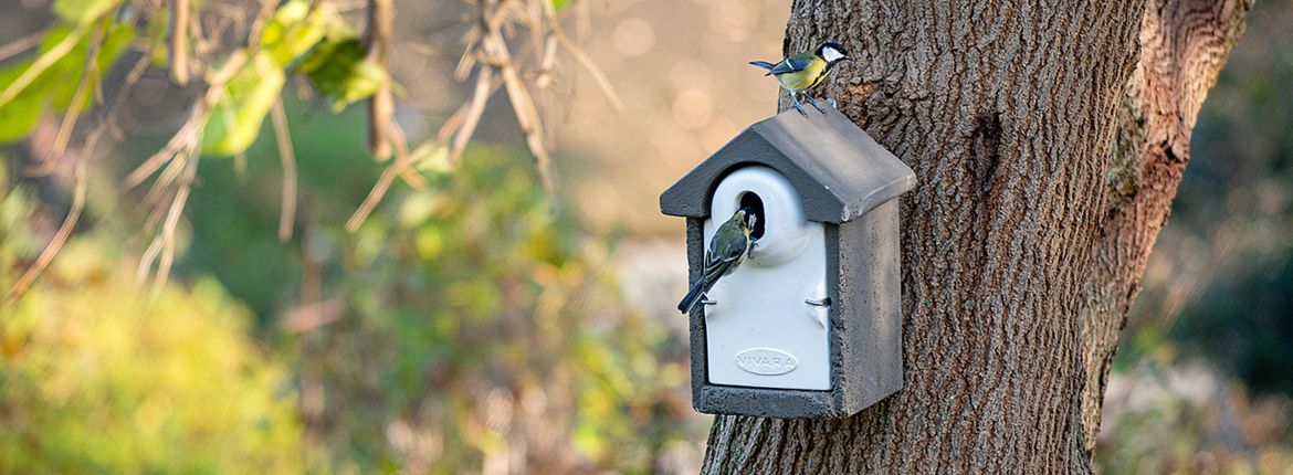 Gepolijst Faculteit Verschuiving Advies over nestkasten | Vogelbescherming