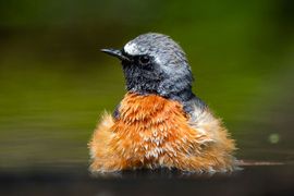 Gekraagde roodstaart