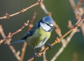 in een natuurlijk lijstje