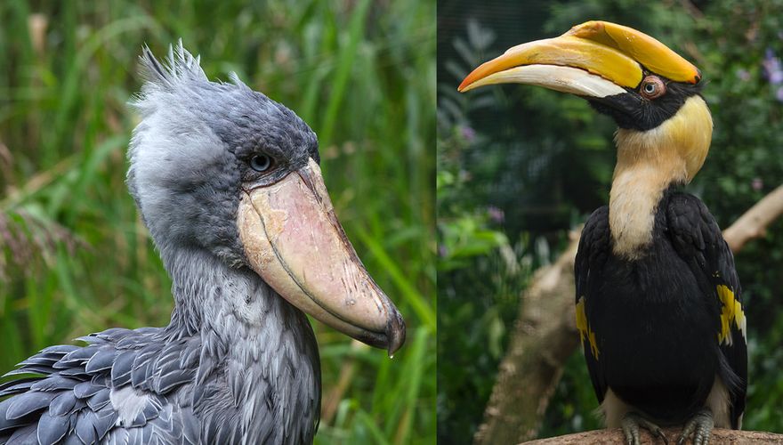 Schoenbekooievaar en dubbelhoornige neushoornvogel / Hans Peeters