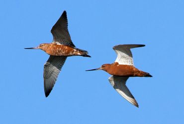 Rosse grutto / Birdphoto