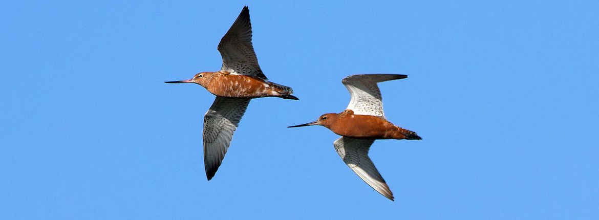 Rosse grutto / Birdphoto