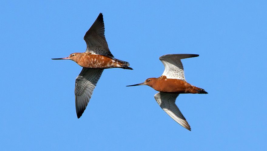 Rosse grutto / Birdphoto