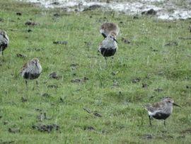 Rennen naar vogelhut om te schuilen