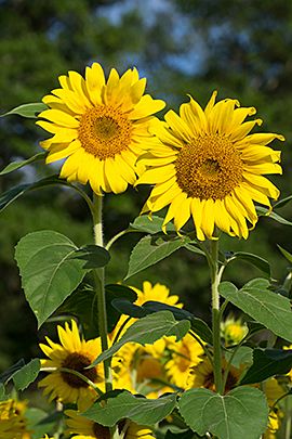 Zonnebloem / Shutterstock