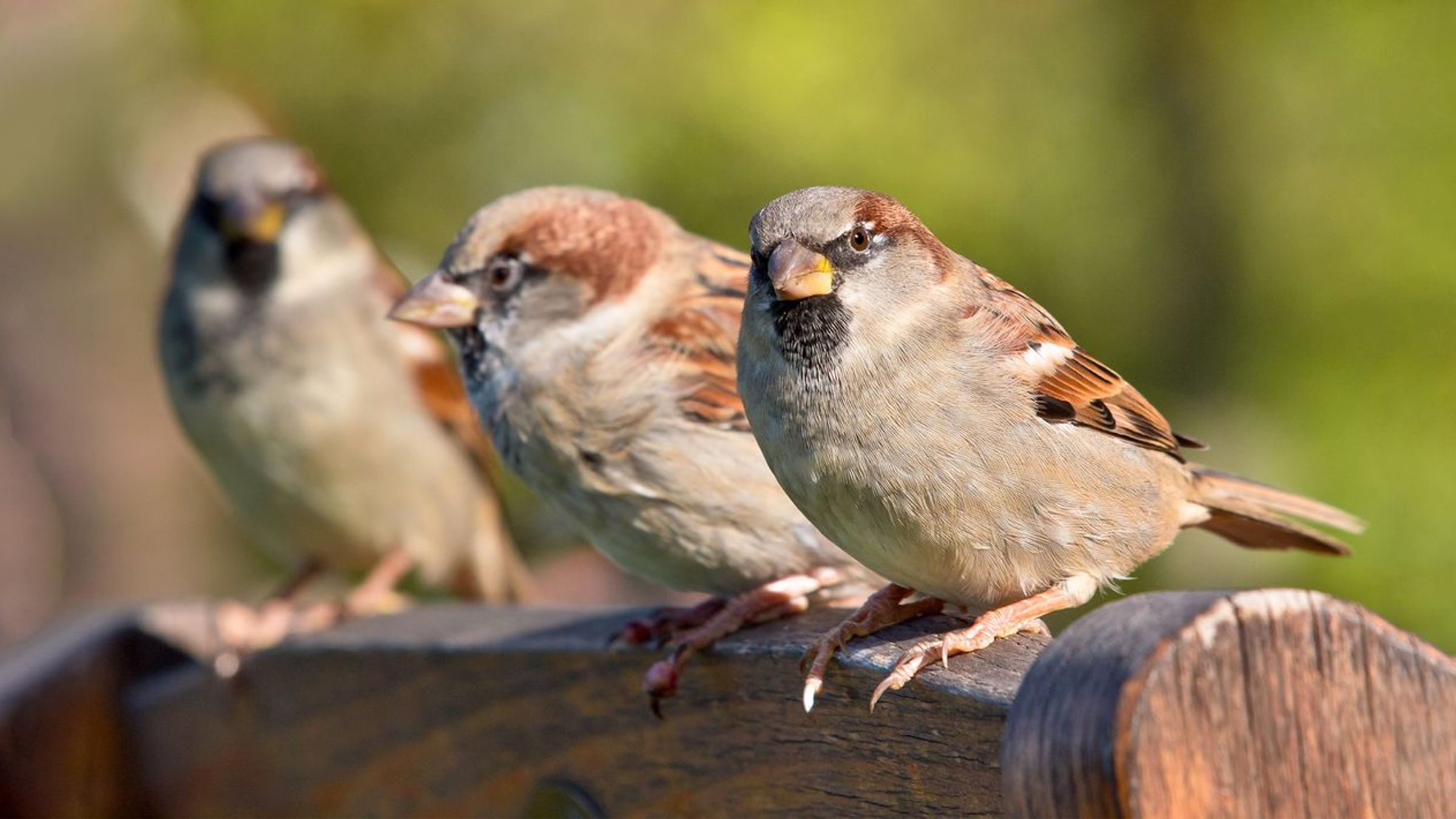 Huismus / Shutterstock