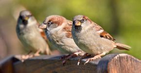 Huismus / Shutterstock