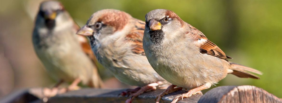 Huismus / Shutterstock