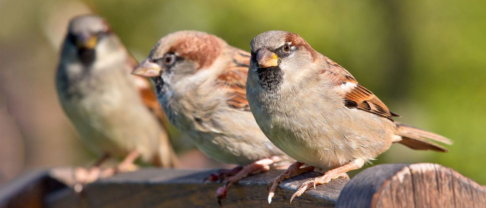 Huismus / Shutterstock