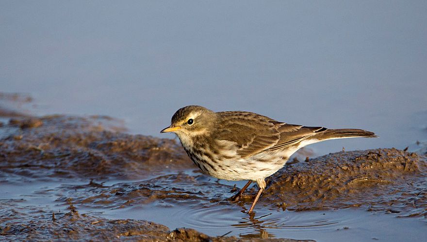 Waterpieper / Birdphoto