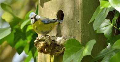 Pimpelmees op nestkast / Hans Peeters