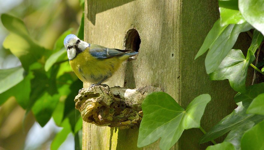 Pimpelmees op nestkast / Hans Peeters