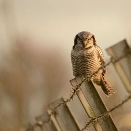 Sfeerplaat Sperweruil