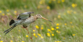 Grutto / Shutterstock