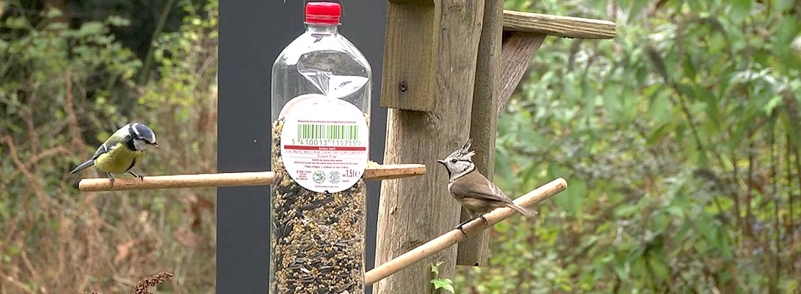 Videostill helpvogelsdewinterdoor