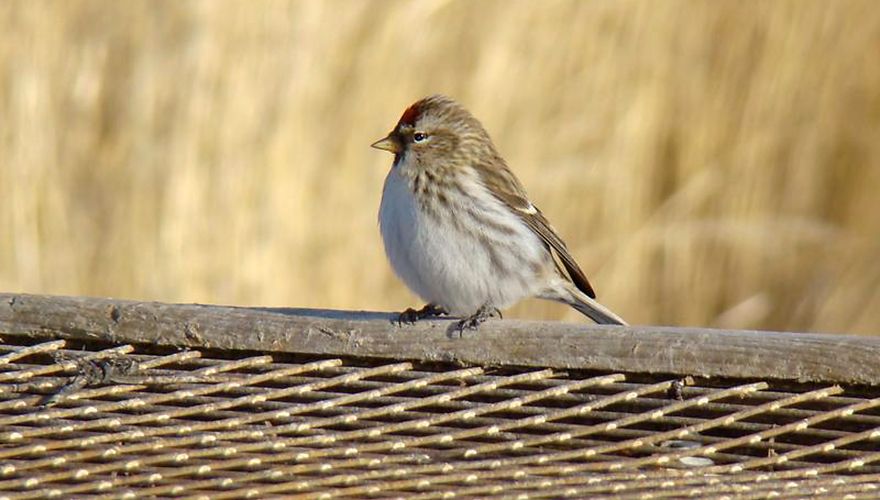 Grote barmsijs / Albert Dokter - Vogelweb