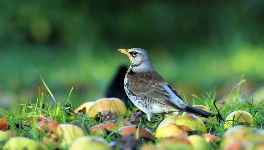 Kramsvogel appel / Shutterstock