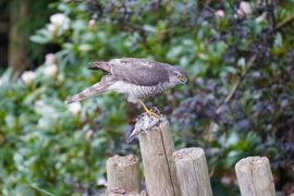 Sperwer in de tuin mei 2021