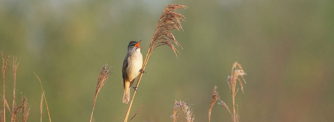Grote karekiet / Marco Opdam, Fotogalerij